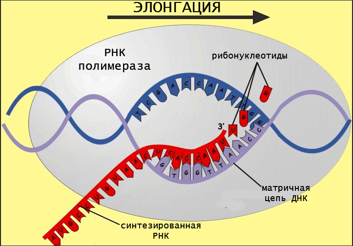Рнк полимераза синтезирует. ДНК полимераза и РНК полимераза. Синтез РНК ферментом РНК полимеразой. Синтез РНК транскрипция. Синтез ДНК И РНК.