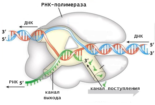 схема работы РНК-полимеразы