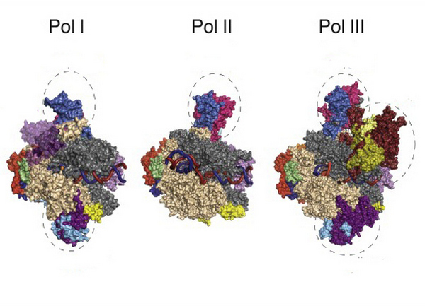 молекулярная структура эукариотических РНК-полимераз