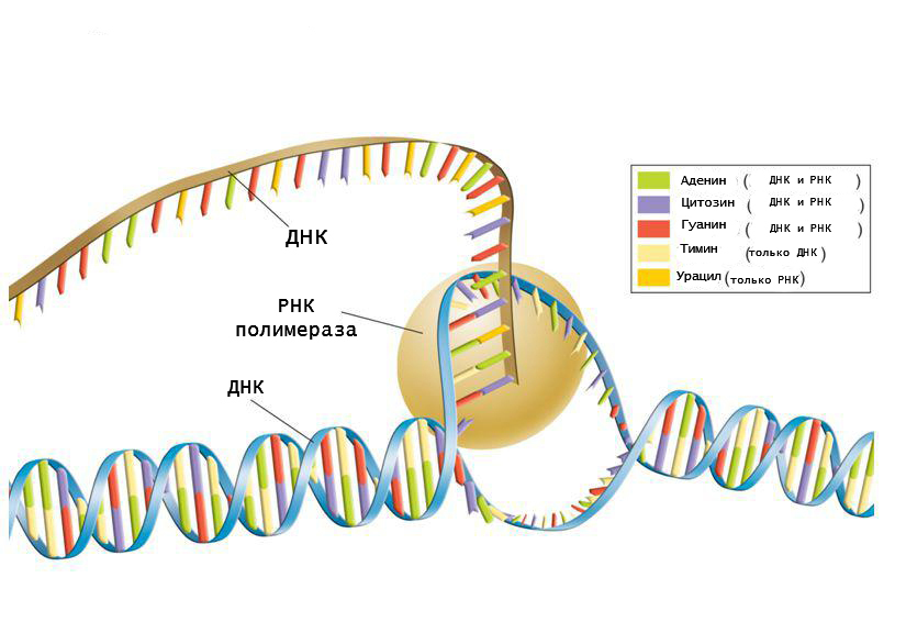 принцип синтеза РНК