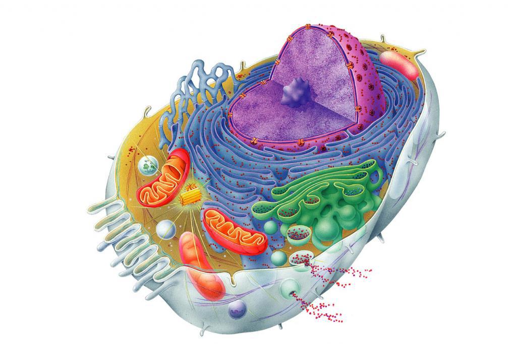 клетка биосистема