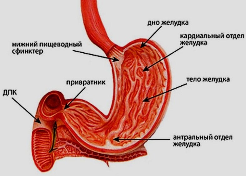 Отделы желудка человека - схема