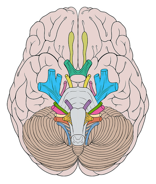 борозды и извилины головного мозга