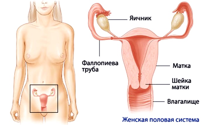 анатомия женщины 