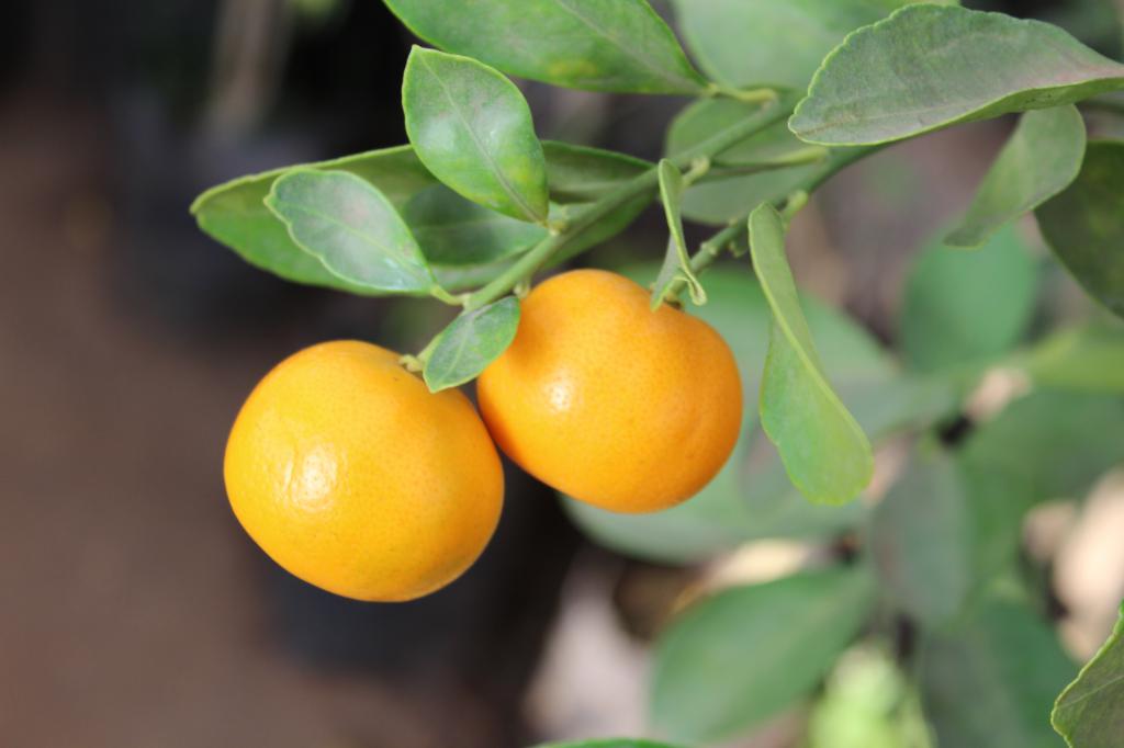 Плодовая порода мандарин