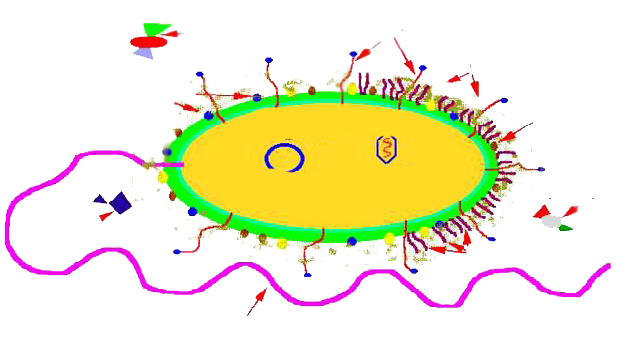 Схематичное изображение факторов патогенности
