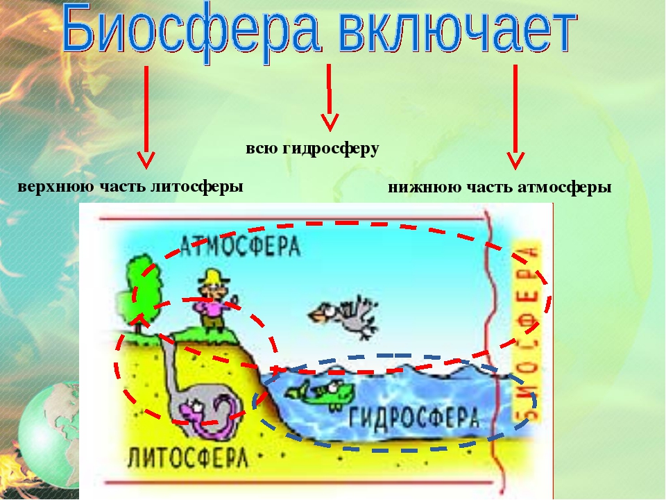Структура биосферы