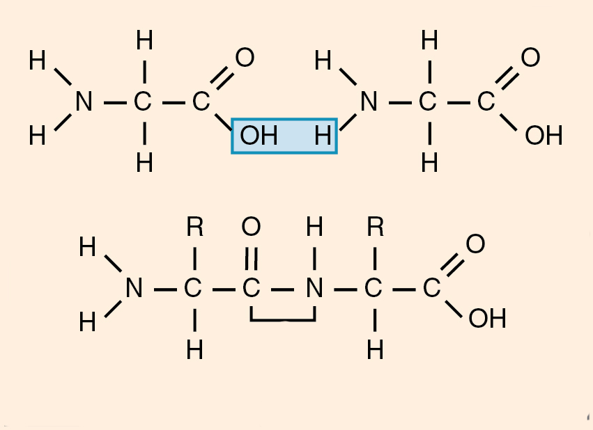 Аминокислоты в полипептиде соединены. Образование пептидной связи между аминокислотами. Пептидная связь аминокислот. Пептидные связи в пептиде. Пептидная и амидная связь.