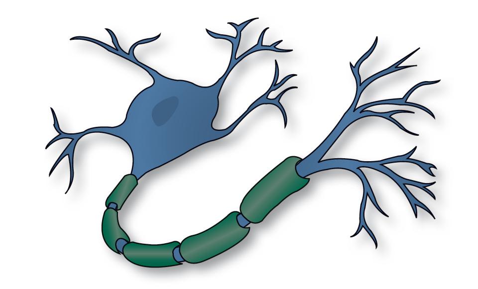 Аксон и дендриты нейрона