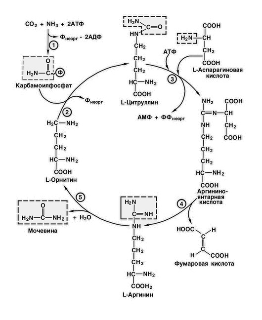 Орнитиновый цикл реакции. Схема орнитинового цикла синтеза мочевины. Схема орнитинового цикла биохимия. Реакции орнитинового цикла схема. Схема синтеза мочевины орнитиновый цикл.