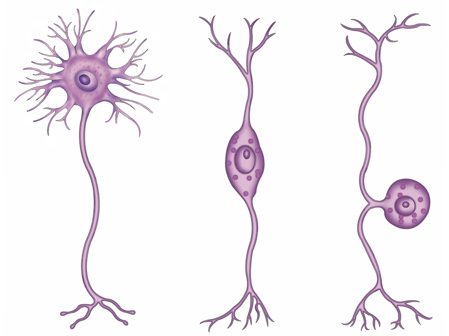 виды нейронов