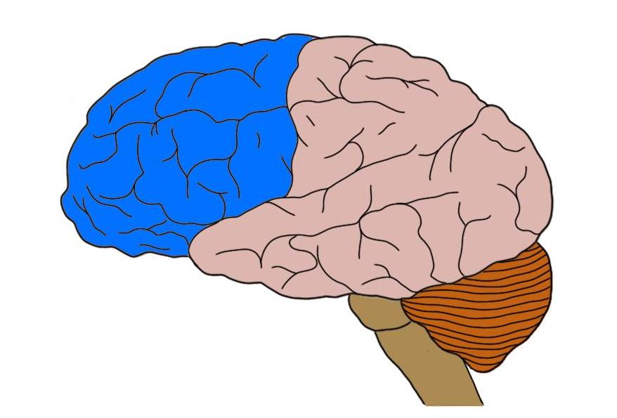 Теменная зона коры мозга. Лобные и теменные доли головного мозга.