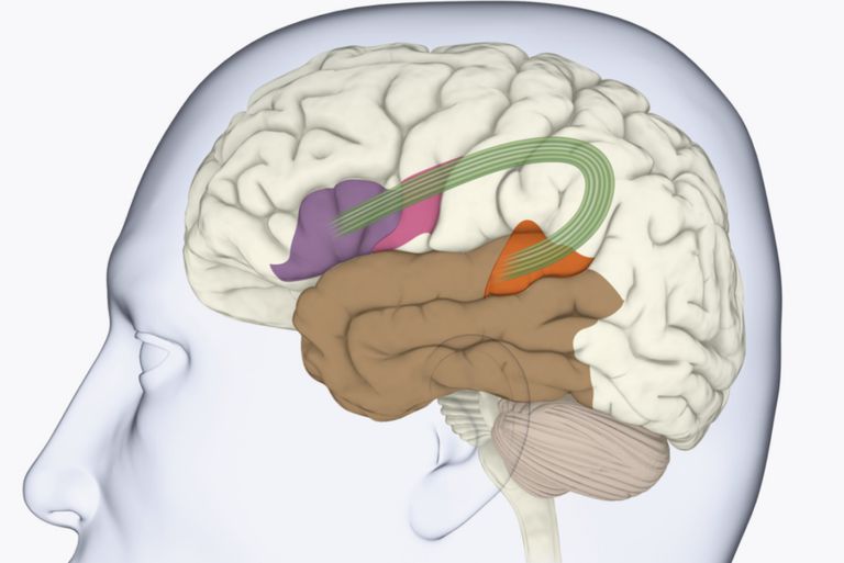 структуры головного мозга