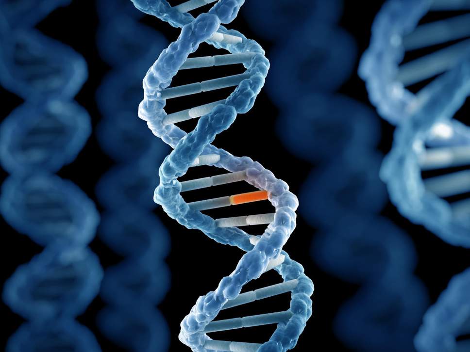 обнаружение фрагментов ДНК