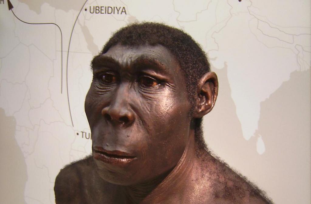 Реконструкция homo erectus
