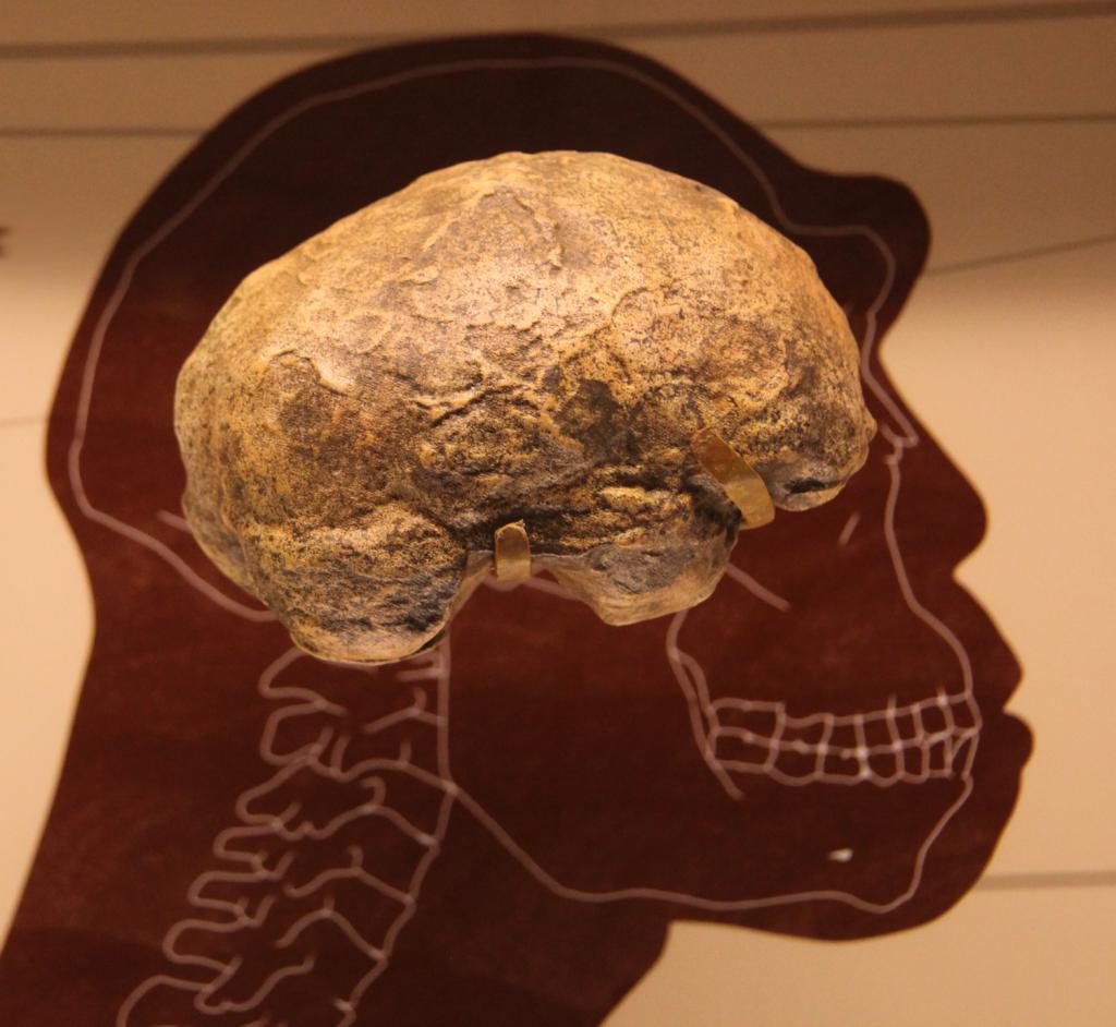 Мозг homo erectus
