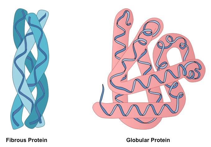 фибриллярный и глобулярный белки