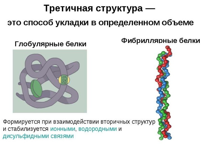 типы пространственной конформации белков