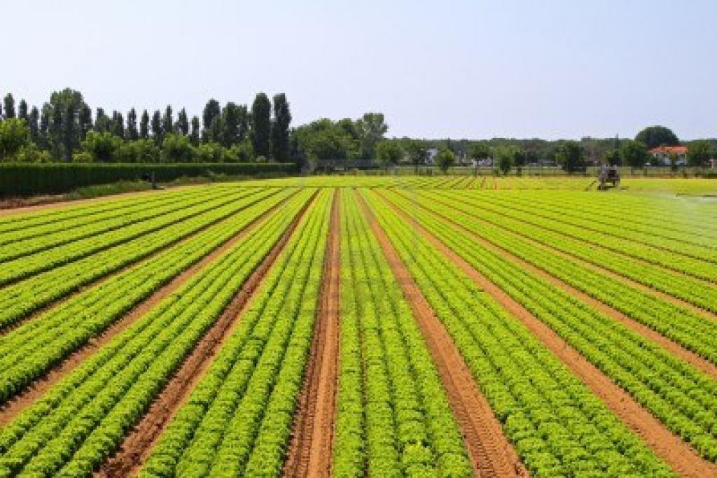 категории земель сельхозназначения