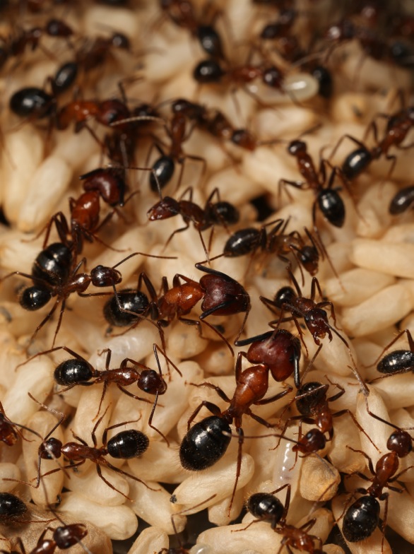 Куча муравьев. Муравей. Муравьи много. Рой муравьев.