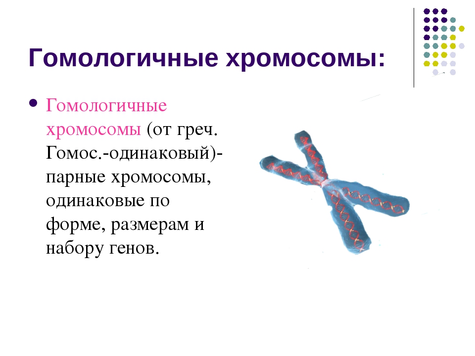 гомологичные хромосомы