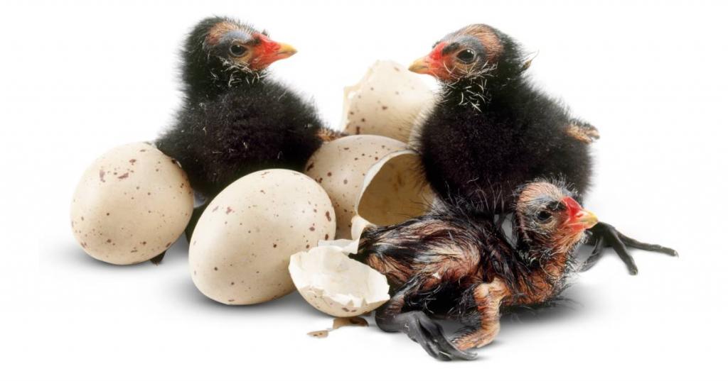 птенцы вылупились из яиц