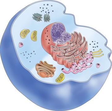 строение клетки животного
