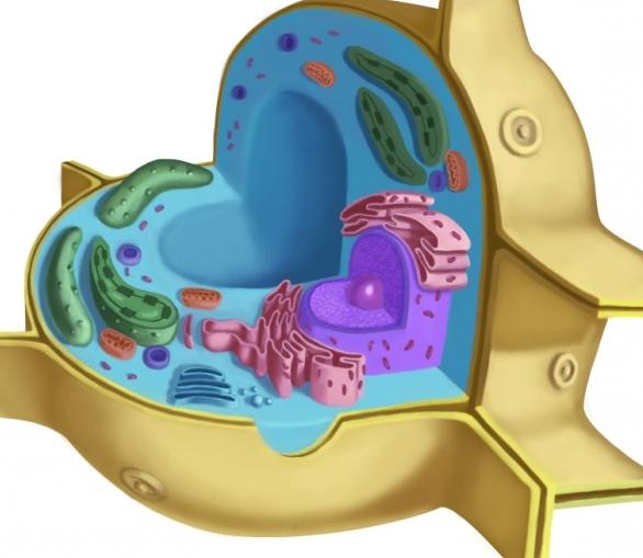 строение животной клетки