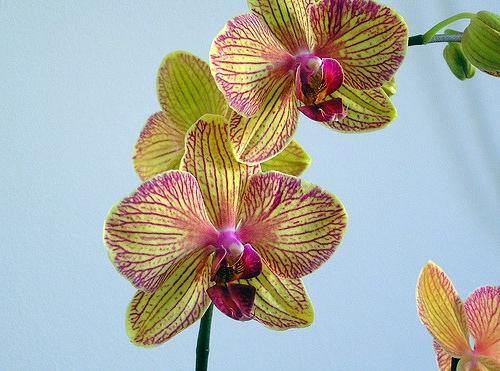 орхидеи в домашних условиях