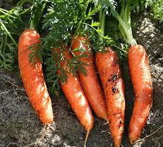 После чего сажать морковь