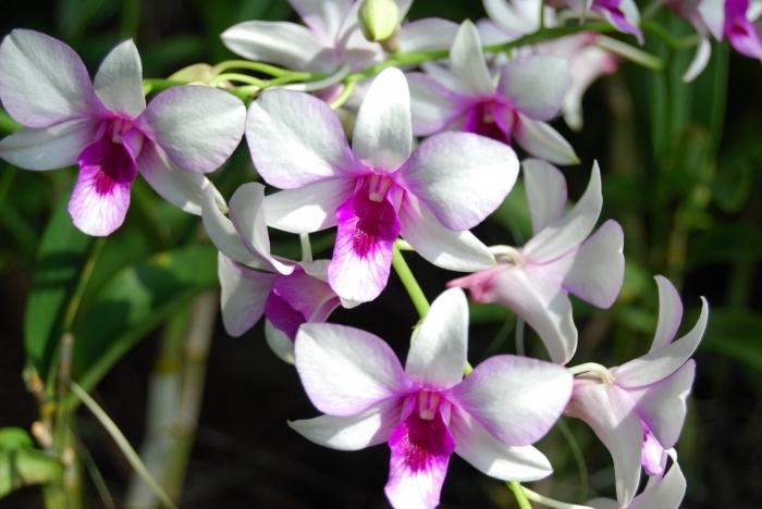 как вырастить орхидею 