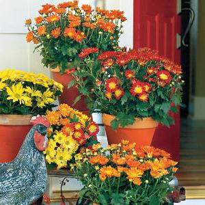 Цветы комнатные хризантемы