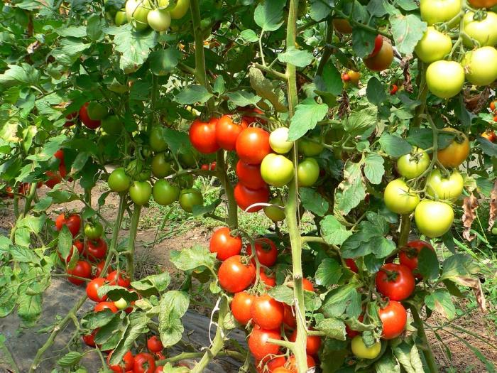 Первая подкормка рассады томатов 