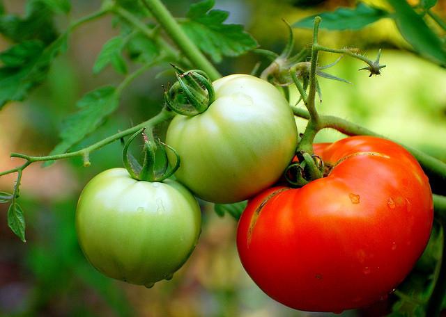 как правильно посадить помидоры