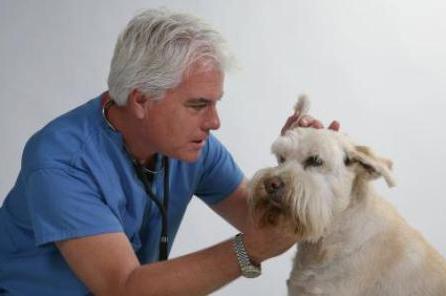 ушной клещ у собак лечение