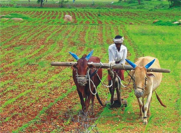 сельское хозяйство индии