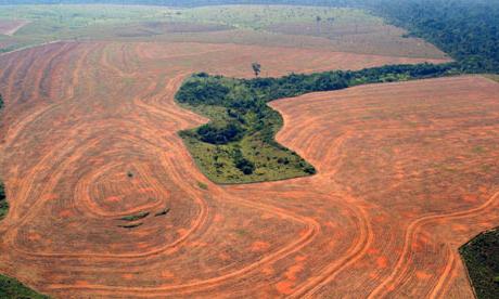 проблема вырубки лесов