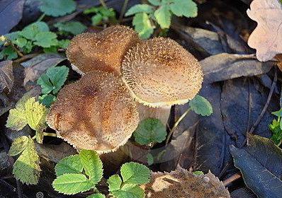 опасные грибы двойники опенок летний