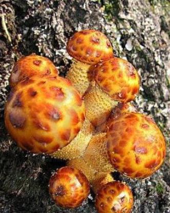 грибы двойники опенок летний