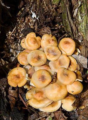 грибы двойники опенок осенний