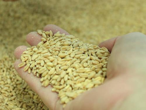 рецепт самогона из пшеницы