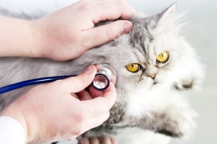 Подкожный клещ у кошек лечение
