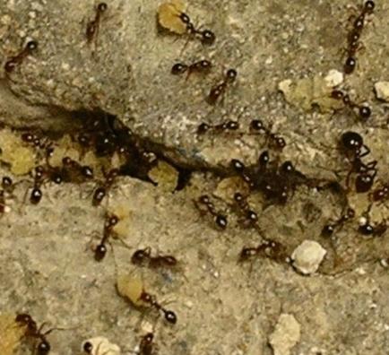 отрава от муравьев
