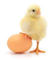 сколько хранятся яйца