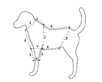 как сшить одежду для собаки