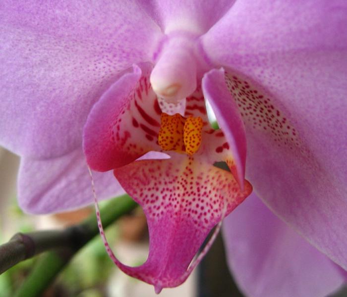 сохнет орхидея