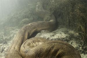 самая большая змея в мире фото