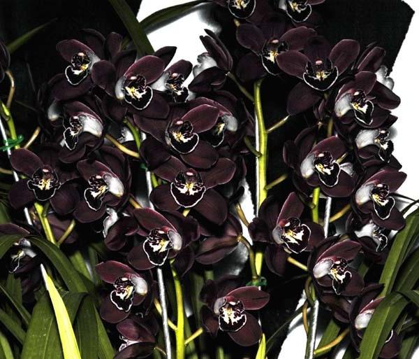 черная орхидея цветок