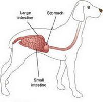 кишечник собаки
