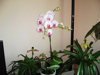 уход за орхидеями фаленопсис в домашних условиях